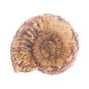 Ammonite Fossil - Stephanoceras.   SP17650