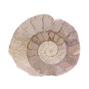 Illminster Ammonite - Harpoceras.   SP17652POL