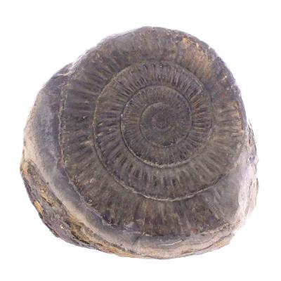 Pyritised Dactyloceras Ammonite Fossil In Matrix.   SP17798