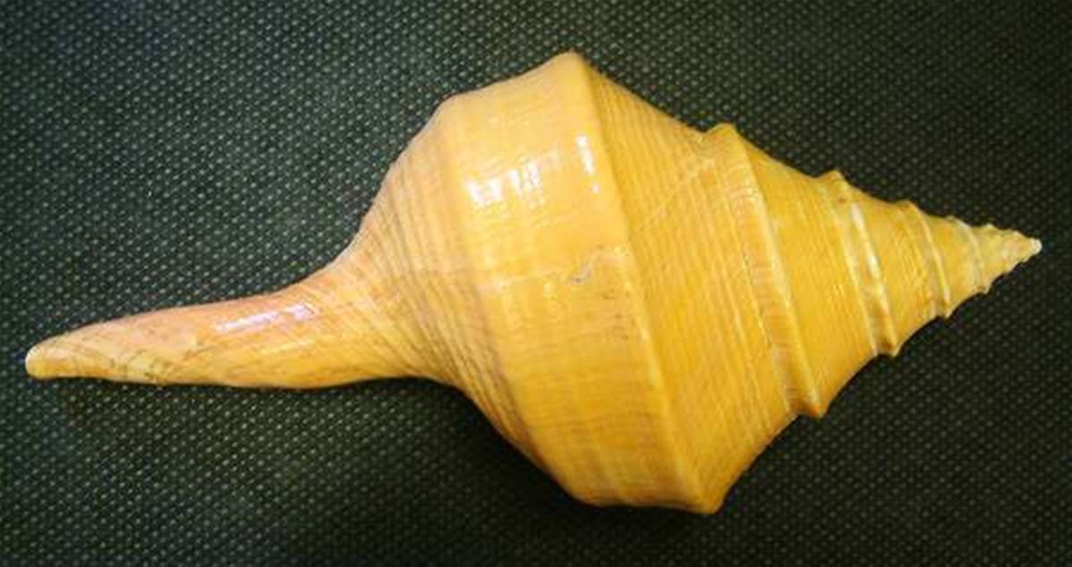 AUSTRALIAN TRUMPET SHELL SPECIMEN. SP2627
