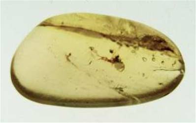 POLISHED MADAGASCAN COPAL SPECIMEN DISPLAYING INSECT INCLUSIONS. SP4128POL