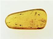 MADAGASCAN COPAL (YOUNG AMBER) SPECIMEN. SP6963