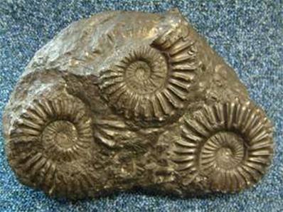 PERUVIAN AMMONITE FOSSILS IN MATRIX. SP744