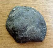 POLISHED FACE AMMONITE FOSSIL SPECIMEN. SP7868POL