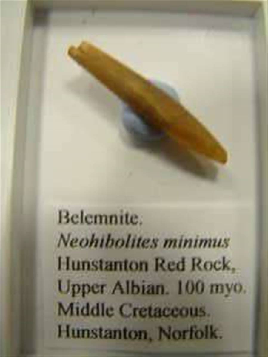 belemnite-species-neohibolites-minimus-bel02