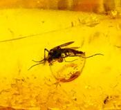 POLISHED AMBER SPECIMEN WITH INSECT INCLUSIONS.   SP11289POL