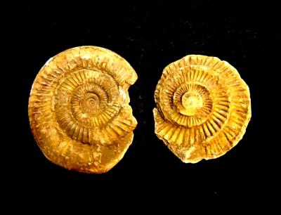 DACTYLOCERAS AMMONITE FOSSIL IN MATRIX WITH NEGATIVE.   SP13109