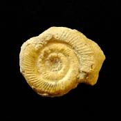 FOSSIL AMMONITE SPECIMEN.   SP13993