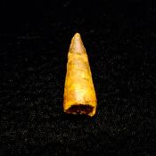 SPINOSAURUS TOOTH FOSSIL (LIGHTLY RESTORED).   SP14262