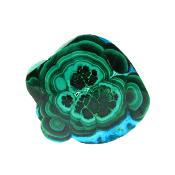 Malacholla Polished Slice Specimen.   SP16353POL 