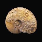 Fossil Ammonite Specimen.   SP17234