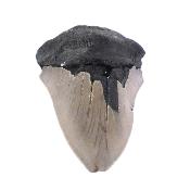 Megalodon Tooth Specimen.   SP17517