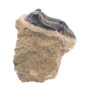 Trilobite Fossil On Matrix Specimen.   SP17794