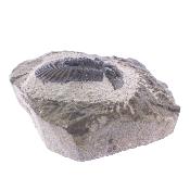 Trilobite Fossil On Matrix Specimen.   SP17796