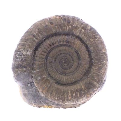 Pyritised Dactyloceras Ammonite Fossil In Matrix.   SP17797