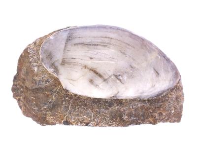 Fossil Mussel/ Bi Valve Shell On Matrix.   SP17845