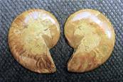AMMONITE POLISHED FACE PAIR (MADAGASCAR). SP4110POL