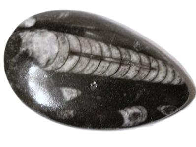 Orthoceras Fossils Specimen (one face polished).   SPR17484POL