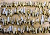 PICTURE JASPER SIDE DRILLED BEADS ON A STRING. SPR7142