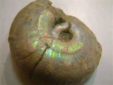 PEARLECENT AMMONITE