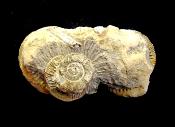 AMMONITE FOSSILS GROUP OF FOUR ON MATRIX SPECIMEN.   SP13877