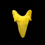 OTODUS SHARK TOOTH FOSSIL SPECIMEN.   SP14255