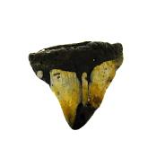 PARTIAL MEGALODON TOOTH FOSSIL SPECIMEN.   SP14272