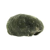 Gryphea (Devil's Toenail) Marine Bi-Valve Mollusc Fossil Specimen.   SP15912