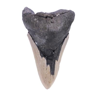 Megalodon Tooth Specimen.   SP17517