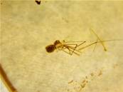 POLISHED COLUMBIAN COPAL SPECIMEN DISPLAYING INSECT INCLUSIONS.