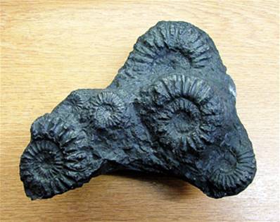 PERUVIAN AMMONITE FOSSIL GROUP IN MATRIX. SP7752