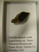 GARFISH ARMOUR SCALE species LEPISOSTEUS