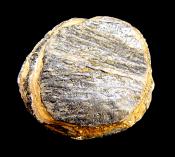 PARTIAL MAMMOTH TOOTH SPECIMEN.   SP10162SHLF