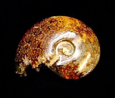 POLISHED AMMONITE FOSSIL SPECIMEN.   SP12549POL