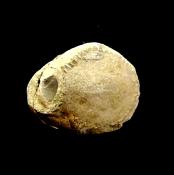 DACTYLOCERAS AMMONITE FOSSIL IN MATRIX WITH NEGATIVE.   SP13110