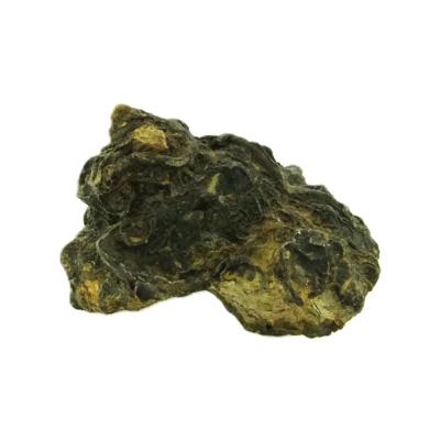 Pleurotomaria Gastropod Fossil.   SP15800