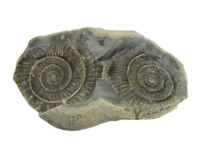 Dactylioceras Fossil Ammonites In Matrix Specimen.   SP16016 