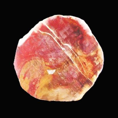 Petrified Wood Polished Face Slice Specimen.   SP17224POL