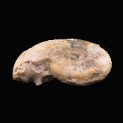 Fossil Ammonite Specimen.   SP17233