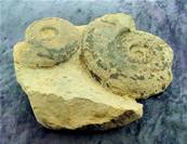 HARPOCERAS AMMONITES IN MATRIX FOSSIL SPECIMEN. SP6647