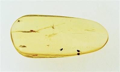 MADAGASCAN COPAL (YOUNG AMBER) SPECIMEN. SP6962