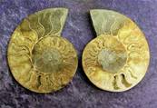 POLISHED FACE MADAGASCAN AMMONITE SECTION PAIR. SP6980POL