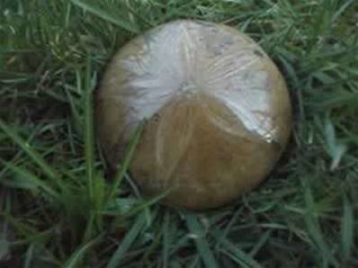 SEA URCHIN Madagascar