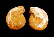 POLISHED FACE AMMONITE PAIR.   SP11102POL
