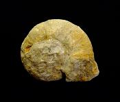 FOSSIL AMMONITE SPECIMEN.   SP12481