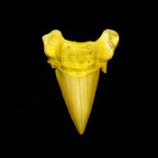 OTODUS SHARK TOOTH FOSSIL SPECIMEN.   SP14256