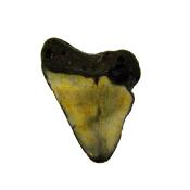 PARTIAL MEGALODON TOOTH FOSSIL SPECIMEN.   SP14268