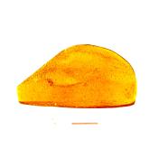 Baltic Amber Polished Face Specimen with Insect Inclusion.   SP15203POL