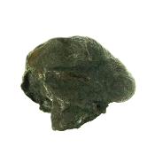 Gryphea (Devil's Toenail) Marine Bi-Valve Mollusc Fossil Specimen.   SP15911