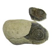 Dactylioceras Fossil Ammonites In Matrix Specimen.   SP16016 